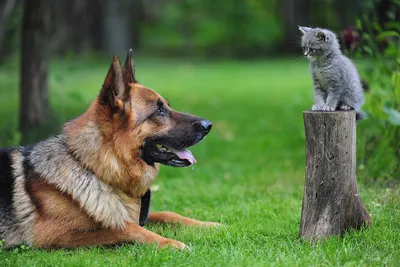 Как подружить кота и собаку | HOME FOOD