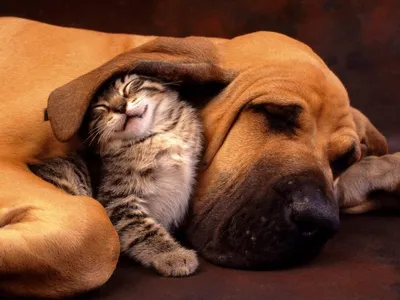 Дружба кошки и собаки: 10 интересных фактов о взаимоотношениях питомцев |  Приключения натуралиста | Дзен