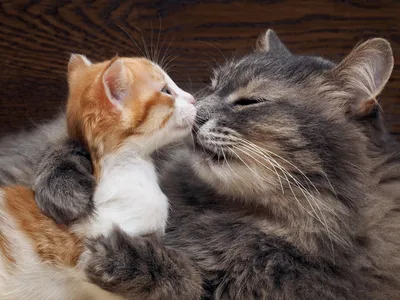 Корги и кот – неразлучные друзья (9 фото + видео)