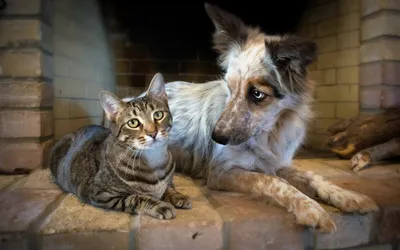 Инь и янь» или все же возможна дружба между котом и собакой? - Полезная  информация для любителей собак