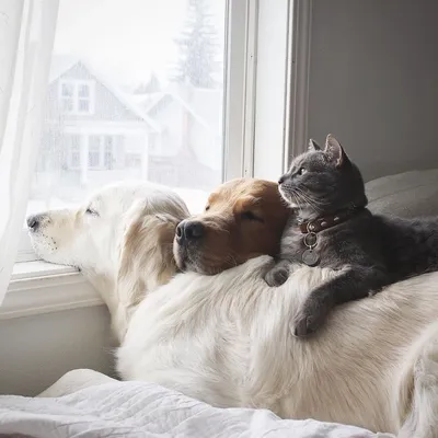 Как подружить кошку с собакой и другими питомцами - Purina.ru