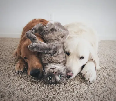 Дружба собак и кошек.