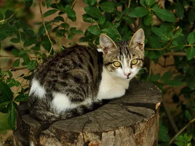 Дворовые коты и кошки - картинки и фото koshka.top