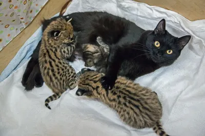 В Новосибирске дворовые кошки стали приемными мамами для хищников - KP.RU