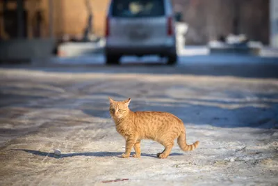 Грациозность дворовых котов | Пикабу