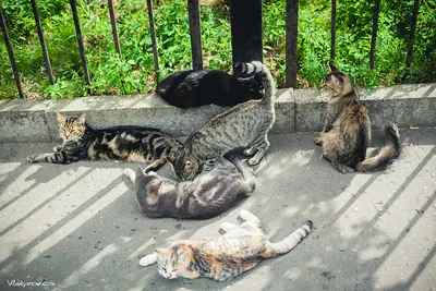 Московские дворовые коты | Фотограф Владимир Лукьянов Москва