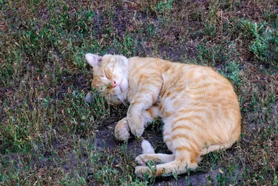 Ксива, дворовая кошка - фото на Птичка.ру