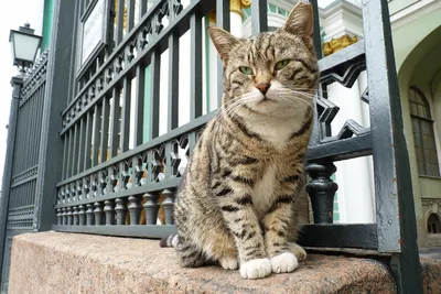 Дворовые кошки - бездомные животные городских кварталов