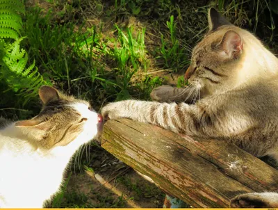 Беспородные кошки и Метисы - «Иногда дворовая кошка лучше породистой...» |  отзывы