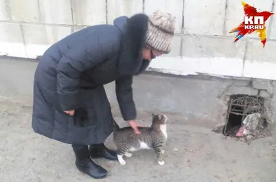Блохи съели заживо». Чем болеют бездомные животные и почему дворовые котята  — это не мило | Такие дела Такие дела