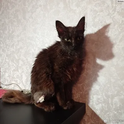 Дворовая кошка 1 :: Екатерина Аматова – Социальная сеть ФотоКто