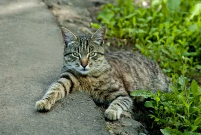 Дворовые кошки - бездомные животные городских кварталов