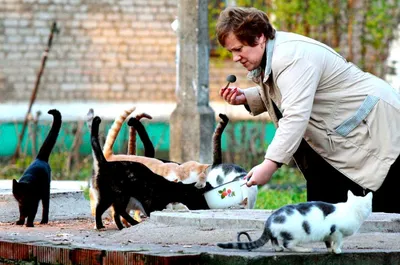 Это Степа, уже год он на улице\": фоторепортаж о жизни дворовых котов  Запорожья | Новини