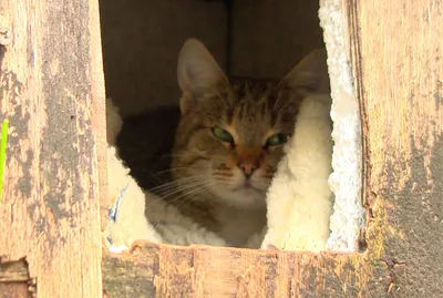 Дворовая кошка Муська — Сообщество «Зверьё Моё» на DRIVE2