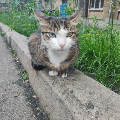 Кошка дворовая полосатая - красивые фото