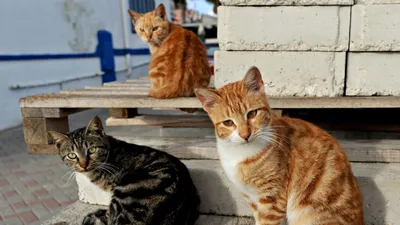 Дворовые коты | Пикабу