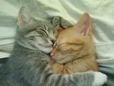 Фото двух котят 