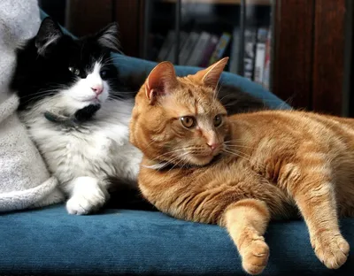 Как подружить двух кошек или котов между собой в одной квартире?