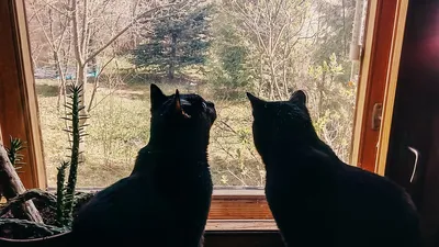 Двое маленьких котят ищут семью в Волжском