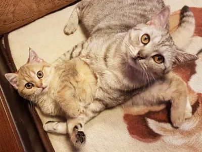 В Рязани спасли застрявших в дупле котят | Рязанские ведомости