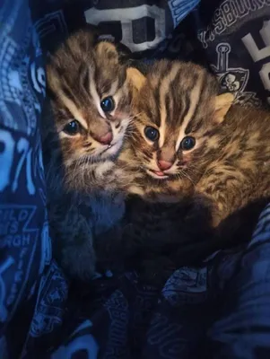 Из России попытались вывезти двух редких котят