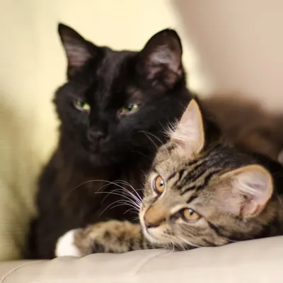 ветеринар держит перед ним двух красных котят на вытянутых руках. две  забавные милые котята в руках Стоковое Изображение - изображение  насчитывающей внимательность, кот: 272313097
