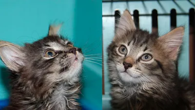 Отдаю двух котят вместе или раздельно: Бесплатно - Кошки Астана на Olx