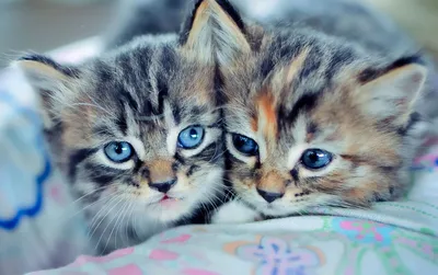 В Твери зоозащитники собирают средства на лечение двух котов и «чиха» Сони  - Газета Вся Тверь