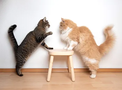 Как подружить двух кошек или котов в одной квартире — 🐈 FriendForPet