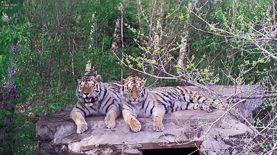 Любовь в виде двух тигров в …» — создано в Шедевруме