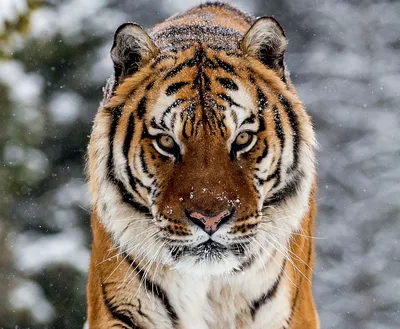 Изображение тигров разделено на две …» — создано в Шедевруме