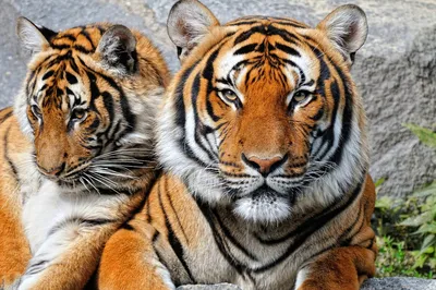 Фото двух тигров 