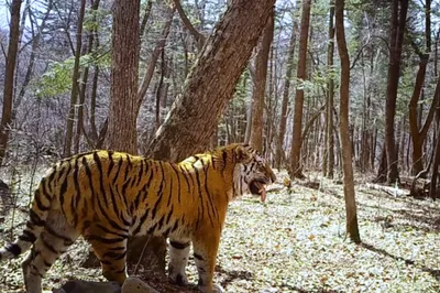 На Дальнем Востоке тигр убил двух собак / 11 декабря 2023 | Дальний Восток,  Новости дня 11.12.23 | © РИА Новый День