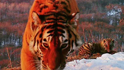 Двух собак и лошадь загрыз амурский тигр в селах края — Новости Хабаровска