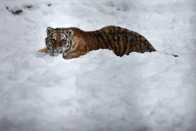 В Приморском крае задержаны браконьеры, которые убили и пытались продать  шкуру и части тел двух амурских тигров | Пикабу