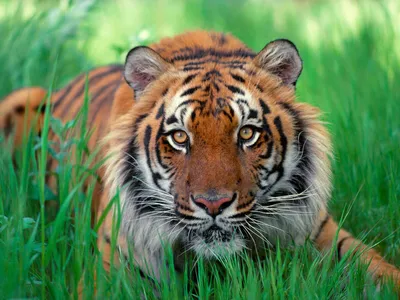 Коронавирус – в Индонезии от болезни спасли тигров, что с ними | OBOZ.UA
