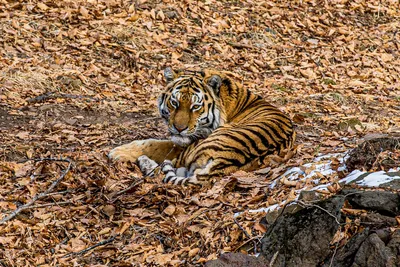 Битва двух тигров в Индии попала на видео