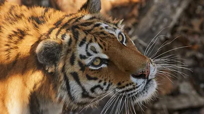 Еще двух конфликтных тигров поймали на Дальнем Востоке — РБК