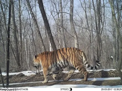 Бой двух тигров в зимнем лесу …» — создано в Шедевруме
