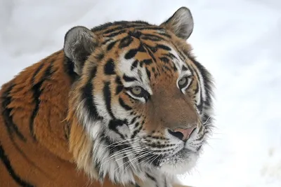 Россия подарит Ирану две пары амурских тигров - ТАСС