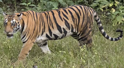 Жесточайшая схватка двух тигров | Пикабу