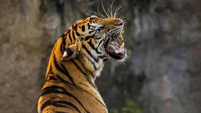 В заповеднике «Бастак» фотоловушки зафиксировали двух амурских тигров