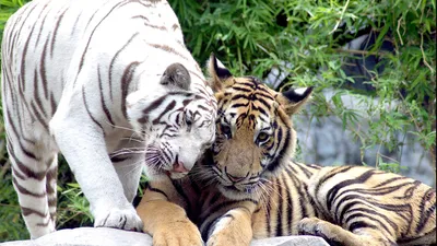 Битва двух тигров» — создано в Шедевруме