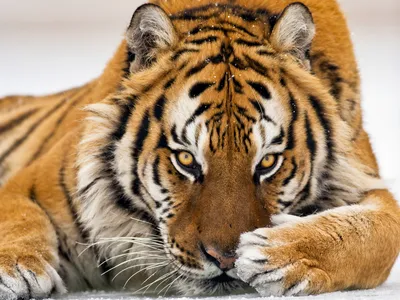 Тигры загрызли двух смотрителей в зоопарках Китая