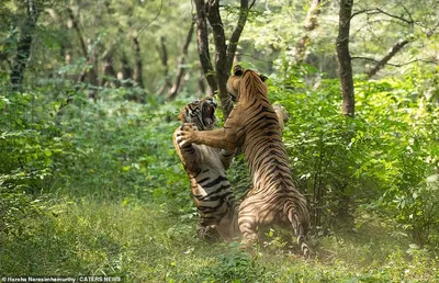 Вид Двух Тигров В Дикой Природе Хищная Кошка — стоковые фотографии и другие  картинки Азия - Азия, Афиша, Без людей - iStock