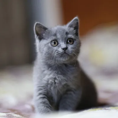 Дымчатых котят - картинки и фото koshka.top