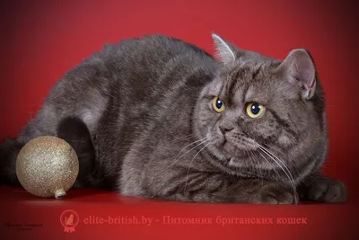 Купить британского котенка черного дымчатого окраса по кличке Antonio  Banderos в Минске