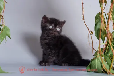 Нашествие пушистых дымчатых котят на…» — создано в Шедевруме