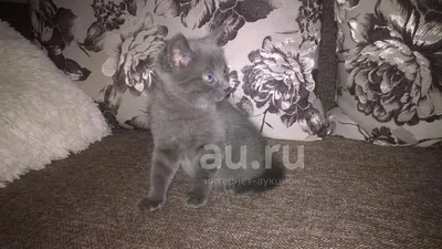 Найден дымчатый кот. Воронеж | Пикабу