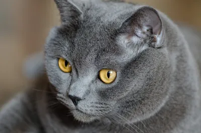 Австралийская дымчатая кошка: фото и описание породы (характер, уход и  кормление)
